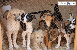 ����� �������� ����� ����-���, �� ������� ������ ����� ����� 