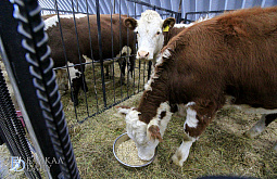 � ������� ������� ����� �������� ���������� �������