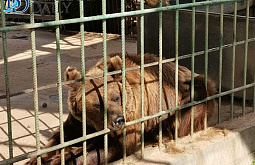 ������� ������� ������ ������ �������� � ���������