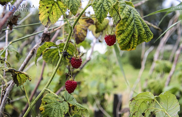 ������ ���� ����� � ������� ����� ��������