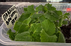 � ������� ������� ��������  ��������� ������� � ���������� ��������