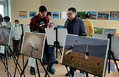 Жителям Монголии и Забайкалья покажут птиц Даурии