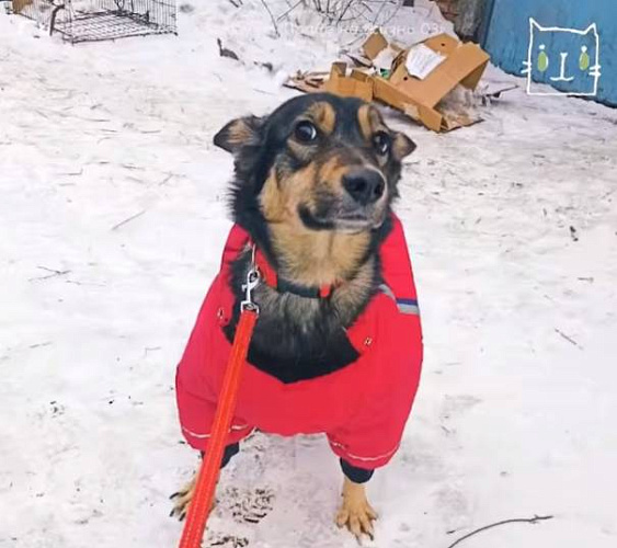 В Улан-Удэ спасли собаку, которую сбросили с третьего этажа 