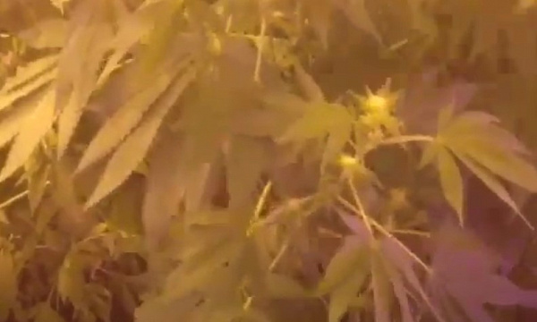 Житель Бурятии выращивал вместе с помидорами коноплю Житель Бурятии выращивал вместе с помидорами коноплю