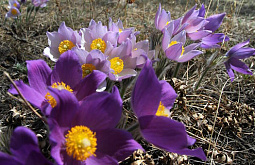 � ������� ��������� �� +11 ��������