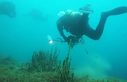 ������ ��������� �������� ������ ������ �� ��� ������� ����������� ������� (�����)