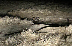 В Забайкалье инспекторы встретили пушистых «злоумышленников»