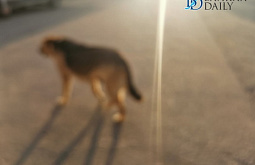 � ���������� ������ ������� ������ �������� 13 �����