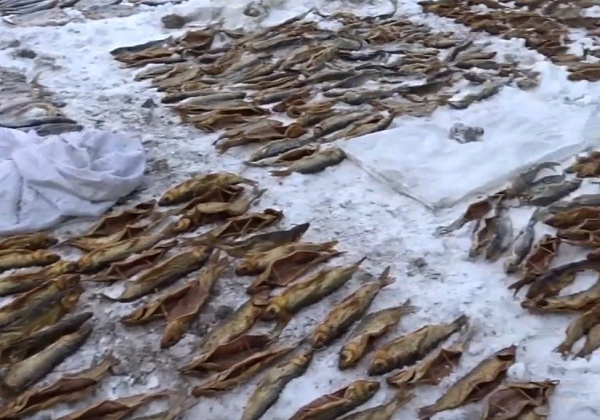 � ���������� ������� ������ ����� ������ ���� ����� � ���� 