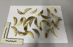 � ���������� ����������� ���������� � ���������� ��� ������ � ����� �����  