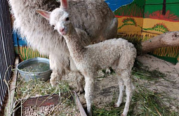 � ����-��� � ����������� �������� ������� ������ �������