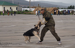 Военные Дальнего Востока тренируют сторожевых собак