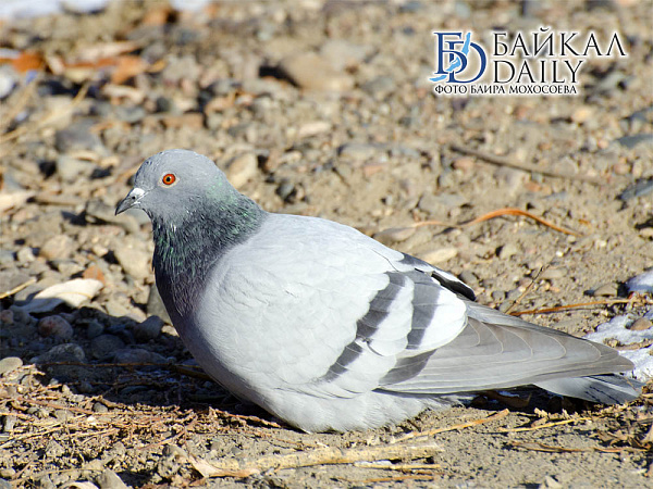 � �������� ������� ������� ���������� ��������