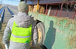 Из Бурятии в Монголию экспортировали более 100 лошадей