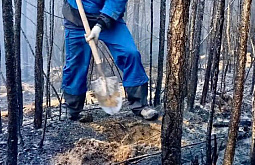 ���� ������ ������� �������� � ������� �� �����