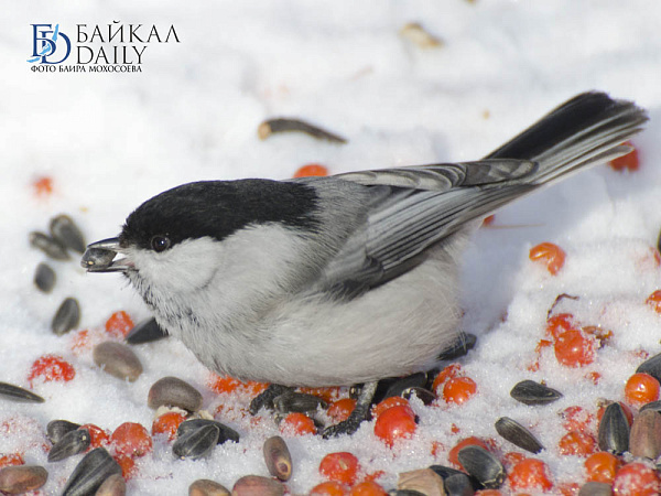 � ������� ��������� ������� ������ � ���� ��������