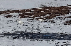 �� ����� ������� ��������� ������