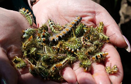 � ������� ���������� ���������� ���������� � ������� �������