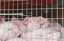 ����� ��������� �����-��������� �� ������� � �������