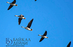 ������������� ���� ����� �������� � ����������