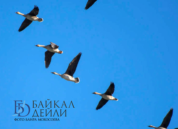 ������������� ���� ����� �������� � ����������