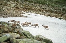 �������� ����� � ������� ������� ����������� ��������