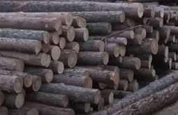 В Забайкалье ОПГ контрабандой вывезла лес на 407 млн рублей 