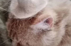 В Улан-Удэ продают кошачью шляпку за 10 млн
