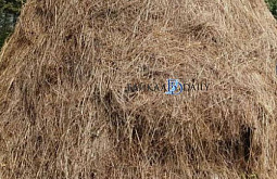 � ��������� ������� ������ �������� ����� ������ 250 ����� ����