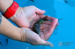 � ����������� ���� � ������� �������� ������� 