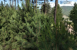 � ������� ���-������������ ������� ���������� ����� ����� 