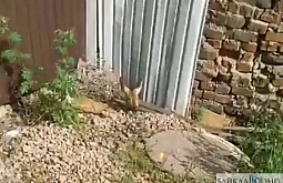 � ����-��� ������ ������ �� ���� ����� 