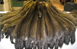 �� �������� � �����-��������� ��������� 11 ����� ������ ������ 