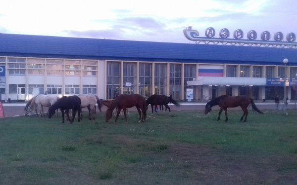 В аэропорту Улан-Удэ прилетающих гостей «встречали» лошади