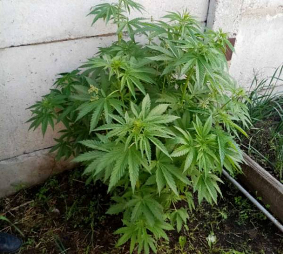 ������ ������� ��������� ������� �� ������� 