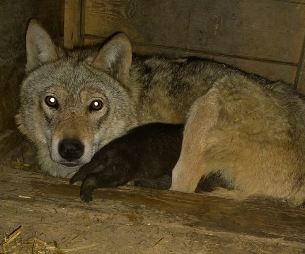 В Иркутской зоогалерее родились волчата 