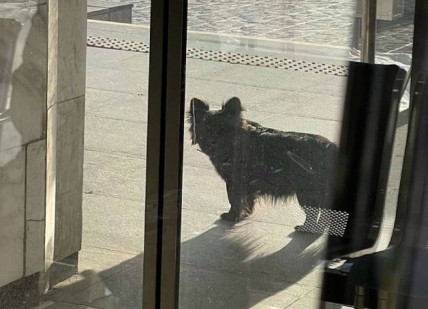 Потерявшаяся в Улан-Удэ собака нашлась у дверей аэропорта