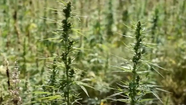 В Бурятии вновь заговорили о коноплеводстве 