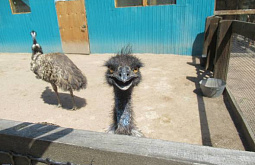 � ������� �������������� �������� 