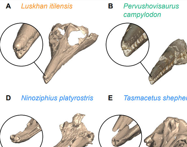 Плиозавр, названный в честь Лусуудов, стал самым детально изученным в мире