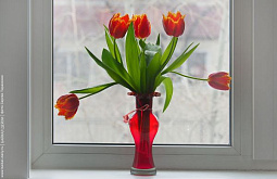 � ����-��� ���� �� -11 �������� 