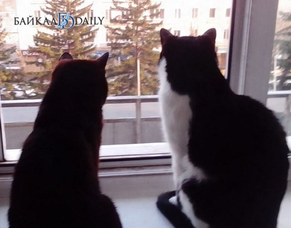 � ����-��� ������ �������� ������������ ����� � �����