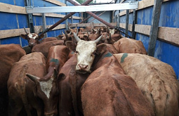 �� ������� � ��������� ������� ����� 45 ����� � 150 ������� ��� ����������