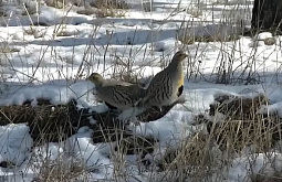 � ���������� ������� � ������� ���������� ������ �������� ������