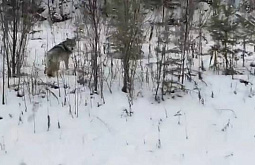 ����� ���� � ������� ������ ����