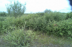 � ������� ����� ��� ���� �������� ��������������� 