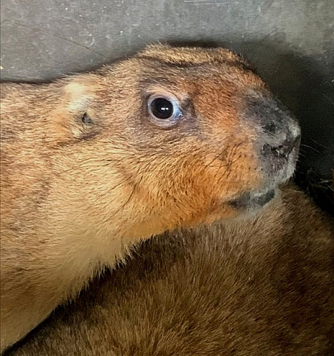 � ��������� ���������� ���������� �����