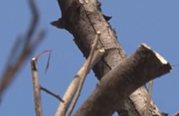 � ����-��� ������������ ������� ��������