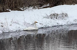 В Бурятии перед неизвестным, ранившим краснокнижного лебедя, замаячила «уголовка»