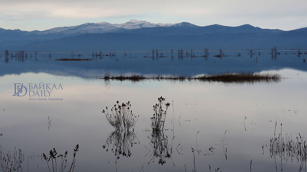 Жителя Бурятии посадили почти на 5 лет за 39 рыб